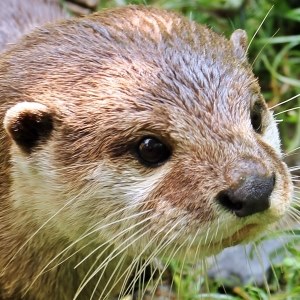 Otter