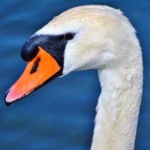 Swan