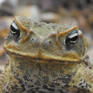Toad