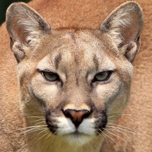 Cougar