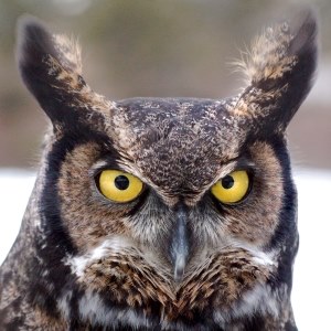 Great Horned Owl
