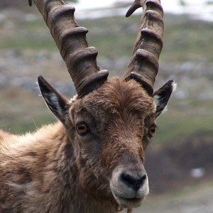 Ibex
