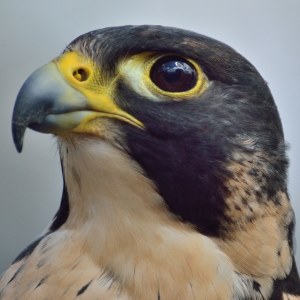 Peregrine Falcon