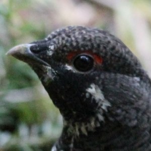 Ptarmigan