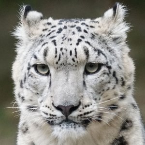 Snow leopard