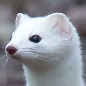 Stoat