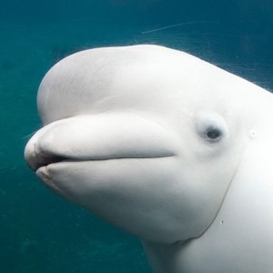 Beluga