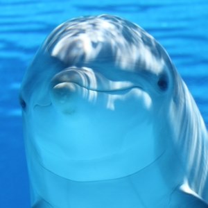 Dolphin