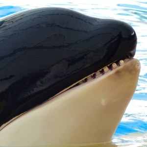 Killer Whale