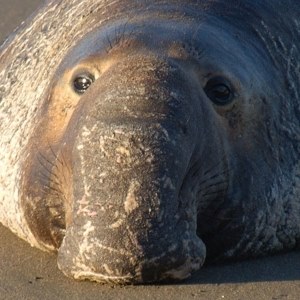 Sea elephant