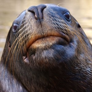 Sea lion