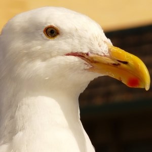 Seagull
