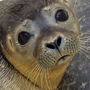 Seal