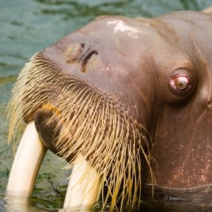 Walrus