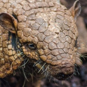 Armadillo