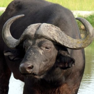 Buffalo