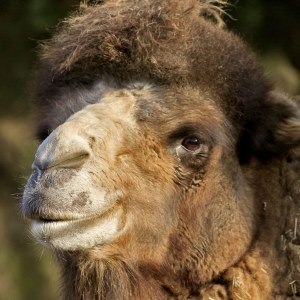 Camel