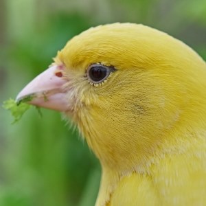 Canary