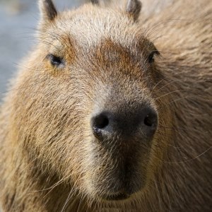 Capybara