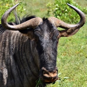 Gnu