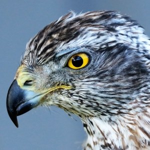 Goshawk