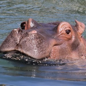 Hippopotamus