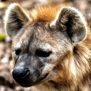 Hyena