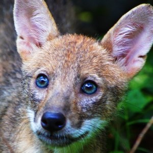 Jackal