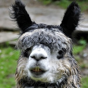 Llama