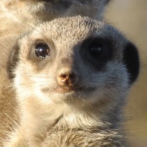 Meerkat