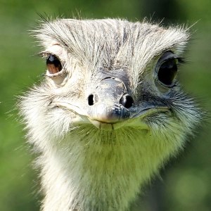 Ostrich