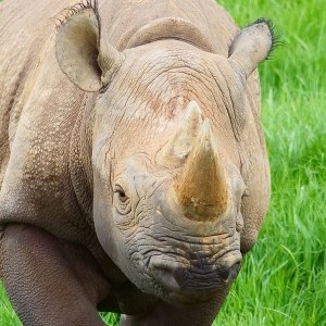 Rhinoceros