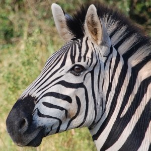 Zebra